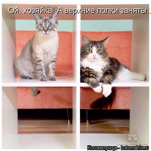 Котоматрица: Ой, хозяйка! А верхние полки заняты...