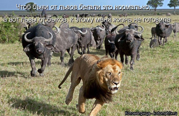 Котоматрица: Чтоб быки от львов бегали это нормально, а вот львы от быков, к этому меня жизнь не готовила