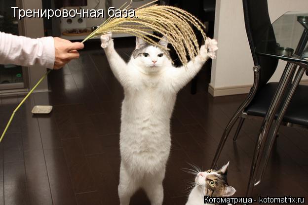 Котоматрица: Тренировочная база.