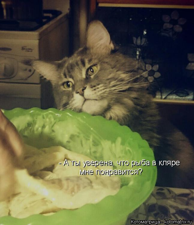 Котоматрица: - А ты уверена, что рыба в кляре мне понравится?