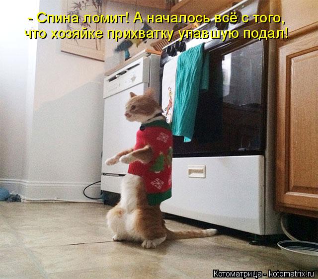 Котоматрица: - Спина ломит! А началось всё с того, что хозяйке прихватку упавшую подал!