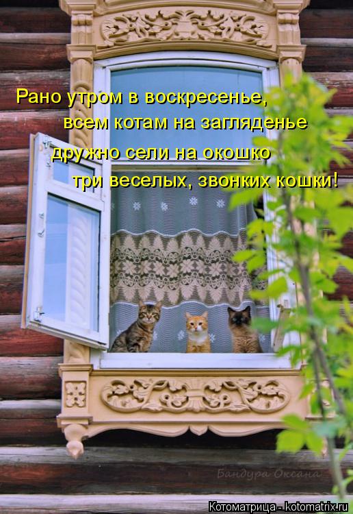 Котоматрица: Рано утром в воскресенье, всем котам на загляденье дружно сели на окошко три веселых, звонких кошки!