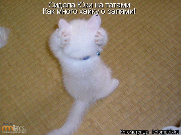 Котоматрица: Сидела Юки на татами Как много хайку о салями!