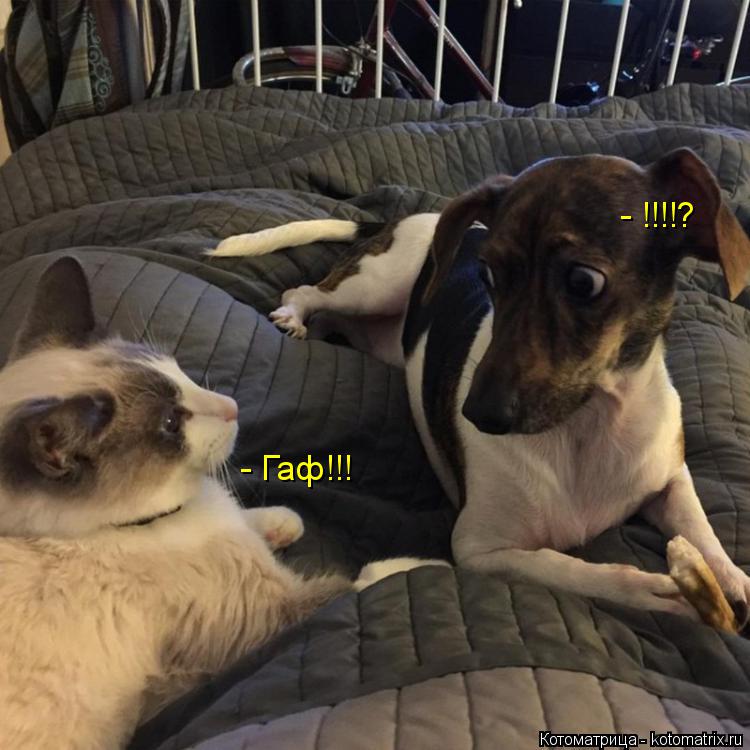 Котоматрица: - Гаф!!! - !!!!?