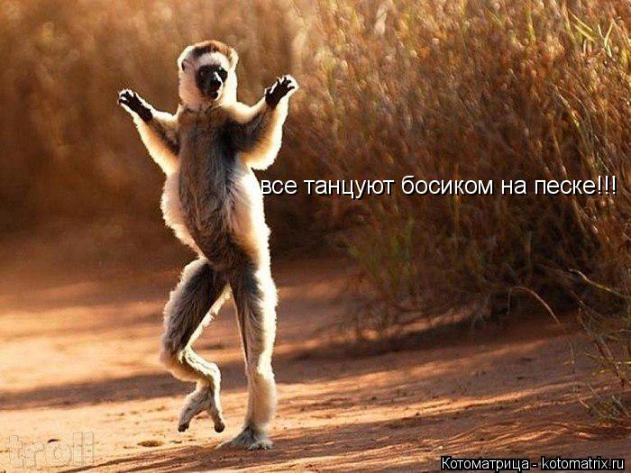 все танцуют босиком на песке!!!... Котоматрица: все танцуют босиком на песке!!!