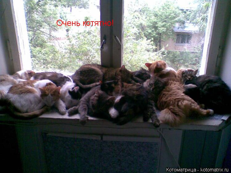 Котоматрица: Очень котятно!