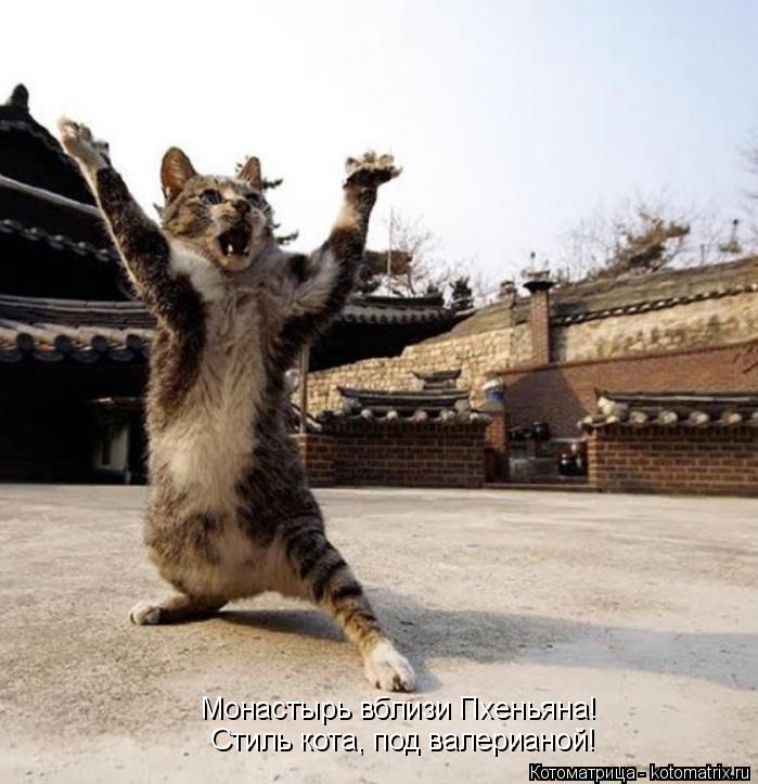 Котоматрица: Стиль кота, под валерианой! Монастырь вблизи Пхеньяна!