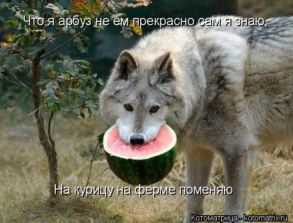 Котоматрица: Что я арбуз не ем прекрасно сам я знаю, На курицу на ферме поменяю