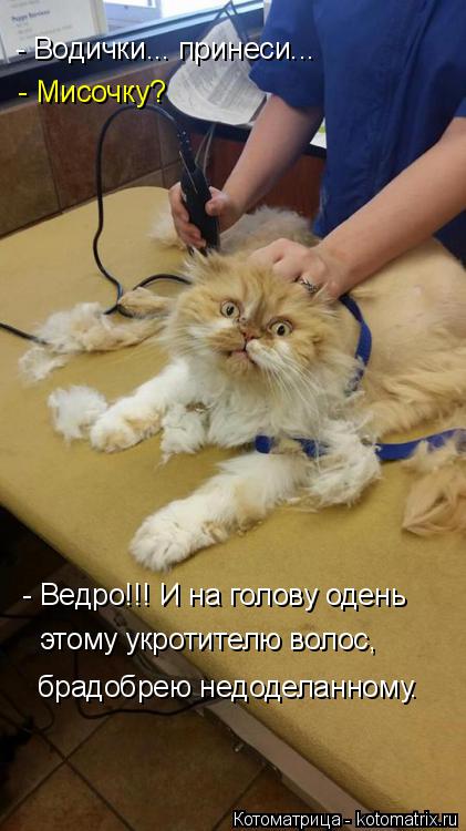 Котоматрица: - Водички... принеси... - Мисочку? - Ведро!!! И на голову одень этому укротителю волос, брадобрею недоделанному.