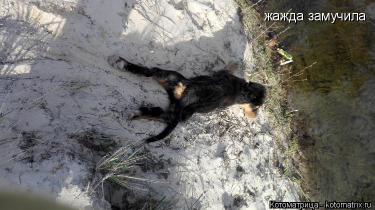 Котоматрица: жажда замучила