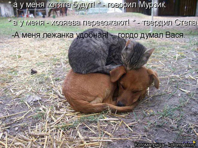 Котоматрица: * а у меня котята будут! * - говорил Мурзик. * а у меня - хозяева переезжают! * - твердил Степа. -А меня лежанка удобная! -  гордо думал Вася.