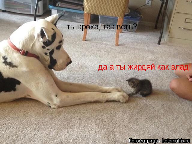 Котоматрица: ты кроха, так веть? да а ты жирдяй как влад!!!