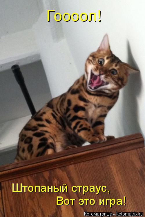 Котоматрица: Гоооол! Штопаный страус, Вот это игра!