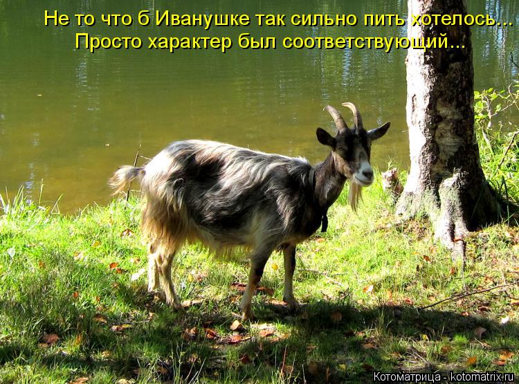 Не то что б Иванушке так сильно пить хотелось... Просто характер был соответствующий...... Котоматрица: Не то что б Иванушке так сильно пить хотелось... Просто характер был соответствующий...