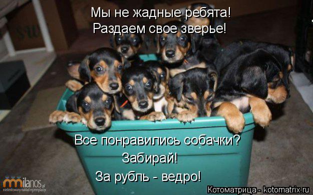 Котоматрица: Мы не жадные ребята! Все понравились собачки? Забирай! За рубль - ведро! Раздаем свое зверье!