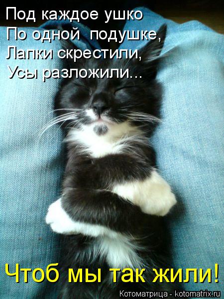 Котоматрица: Под каждое ушко По одной  подушке, Лапки скрестили, Усы разложили... Чтоб мы так жили!
