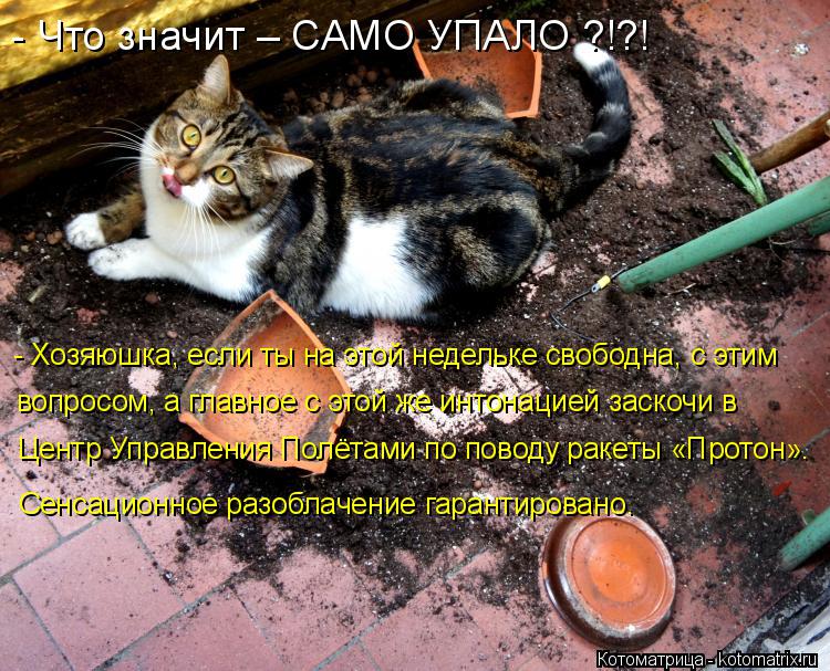 Котоматрица: - Что значит – САМО УПАЛО ?!?! - Хозяюшка, если ты на этой недельке свободна, с этим вопросом, а главное с этой же интонацией заскочи в Центр Упр