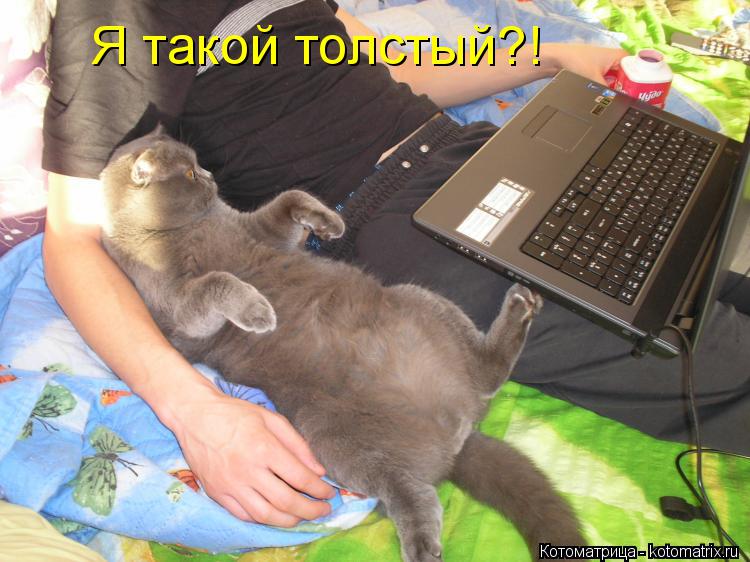 Котоматрица: Я такой толстый?!