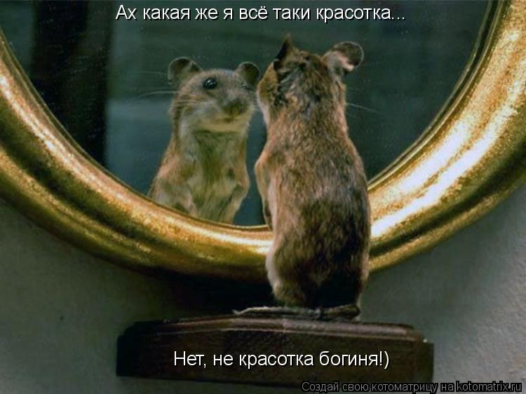 Котоматрица: Ах какая же я всё таки красотка... Нет, не красотка богиня!)