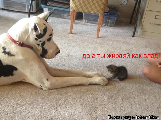 Котоматрица: да а ты жирдяй как влад!!!