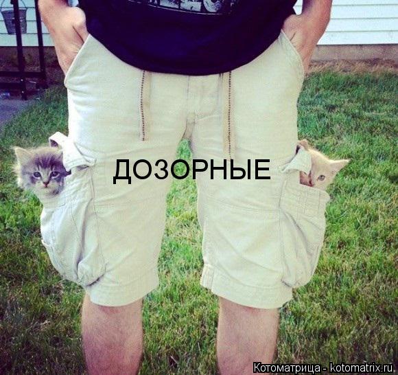 Котоматрица: ДОЗОРНЫЕ