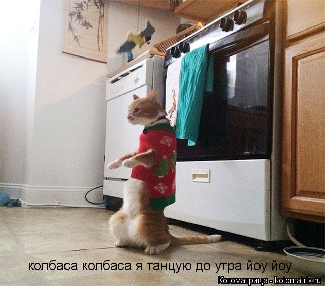 Котоматрица: колбаса колбаса я танцую до утра йоу йоу