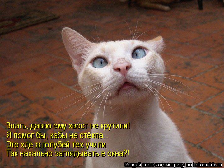 Знать, давно ему хвост не крутили! Я помог бы, кабы не стёкла... Это хде ж голубей тех учили Так наха... Котоматрица: Знать, давно ему хвост не крутили! Я помог бы, кабы не стёкла... Это хде ж голубей тех учили Так нахально заглядывать в окна?!