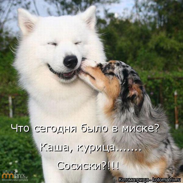 Котоматрица: Что сегодня было в миске? Каша, курица....... Сосиски?!!!