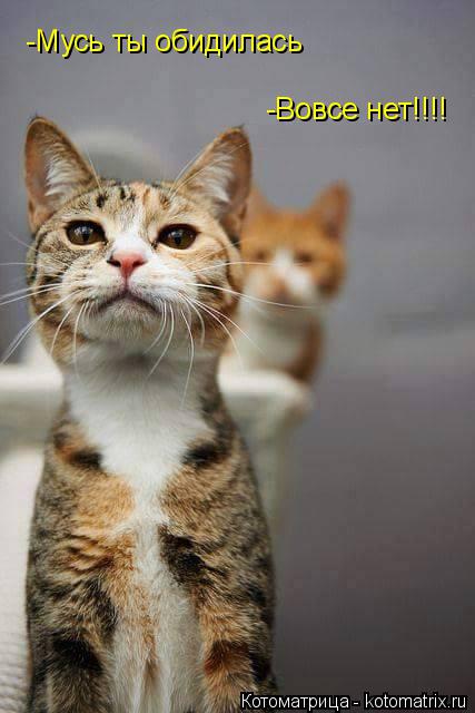 Котоматрица: -Мусь ты обидилась -Вовсе нет!!!!