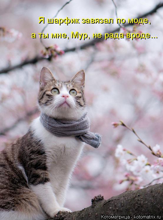 Я шарфик завязал по моде, а ты мне, Мур, не рада вроде...... Котоматрица: Я шарфик завязал по моде, а ты мне, Мур, не рада вроде...