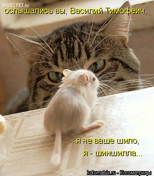 ослышались вы, Василий Тимофеич, я не ваше шило, я - шиншилла...... Котоматрица: ослышались вы, Василий Тимофеич, я не ваше шило, я - шиншилла...