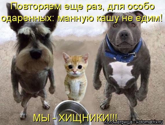Котоматрица: Повторяем еще раз, для особо  одаренных: манную кашу не едим! МЫ - ХИЩНИКИ!!!