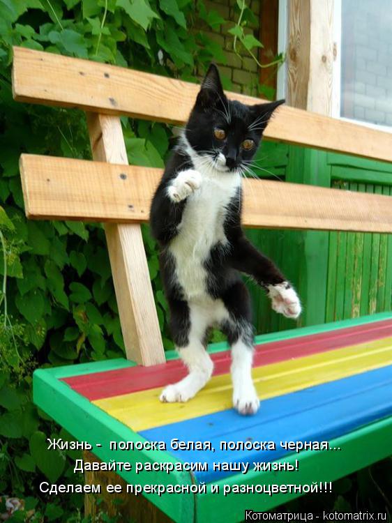 Котоматрица: Давайте раскрасим нашу жизнь! Сделаем ее прекрасной и разноцветной!!! Жизнь -  полоска белая, полоска черная...