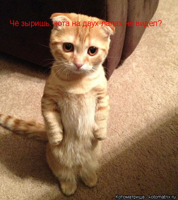 Котоматрица: Чё зыришь. кота на двух лапах не видел?