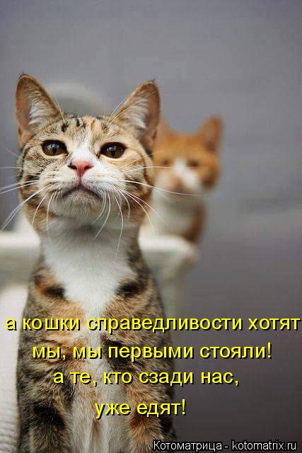 Котоматрица: а кошки справедливости хотят: мы, мы первыми стояли!  а те, кто сзади нас, уже едят!