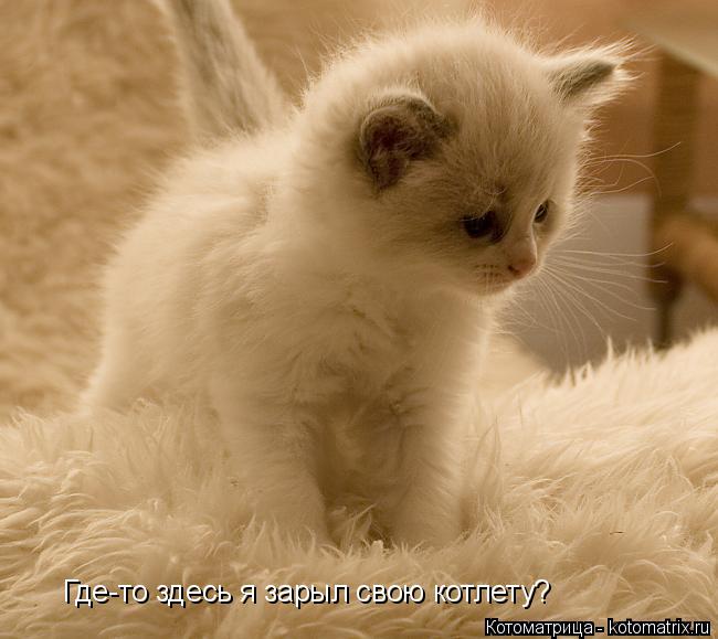Котоматрица: Где-то здесь я зарыл свою котлету?