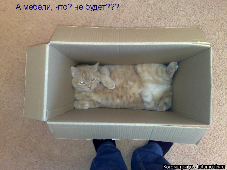 Котоматрица: А мебели, что? не будет???