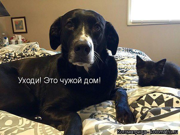 Котоматрица: Уходи! Это чужой дом!