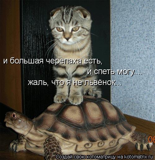 Котоматрица: и большая черепаха есть, и спеть могу.... жаль, что я не львёнок...