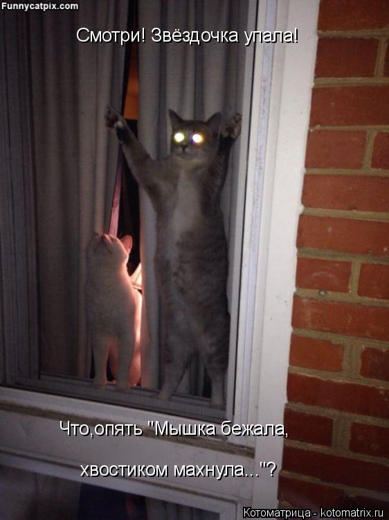 Котоматрица: Смотри! Звёздочка упала! Что,опять "Мышка бежала, хвостиком махнула..."?