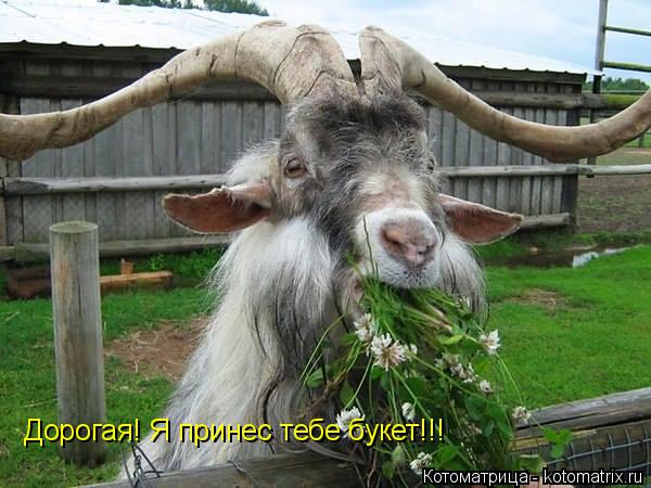 Котоматрица: Дорогая! Я принес тебе букет!!!