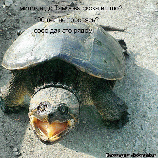 Котоматрица: милок,а до Тамбова скока ишшо? оооо,дак это рядом! 100 лет не торопясь?