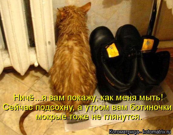 Котоматрица: Ничё...я вам покажу, как меня мыть! Сейчас подсохну, а утром вам ботиночки   мокрые тоже не глянутся.