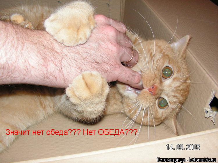 Котоматрица: Значит нет обеда??? Нет ОБЕДА???