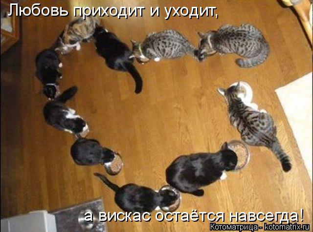 Котоматрица: Любовь приходит и уходит,    а вискас остаётся навсегда!