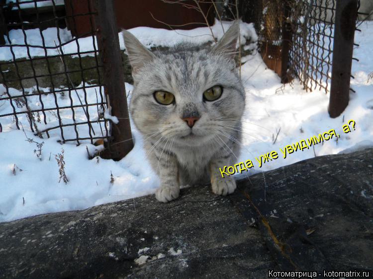 Котоматрица: Когда уже увидимся, а? Когда уже увидимся, а?
