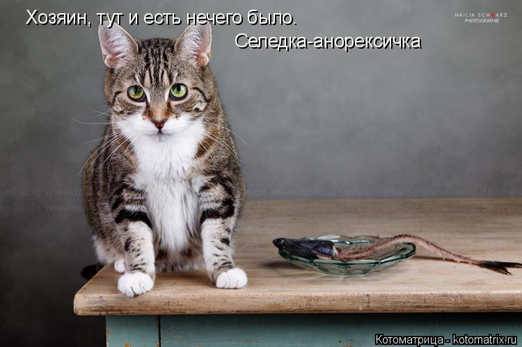 Котоматрица: Хозяин, тут и есть нечего было. Селедка-анорексичка
