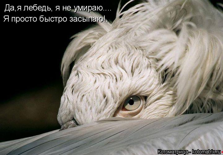 Котоматрица: Да,я лебедь, я не умираю.... Я просто быстро засыпаю!.