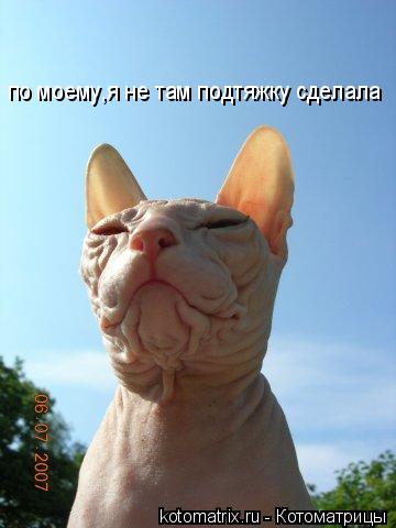 Котоматрица: по моему,я не там подтяжку сделала