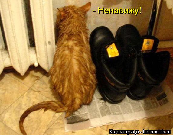 Котоматрица: - Ненавижу!